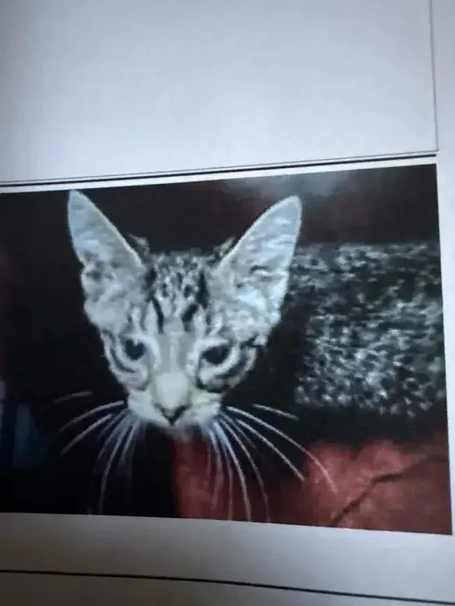 A baby small-sized female Domestic Short Hair cat named Vivian for adoption in Grand Rapids, MI