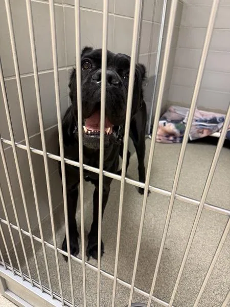 An adult large-sized female Cane Corso dog named Sadie for adoption in Virginia Beach, VA