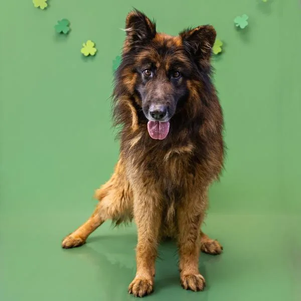 Pen  Wolfie Hw thumbnail 2