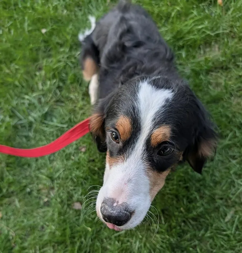 An adult medium-sized female Bernese Mountain Dog dog named Trinity for adoption in Columbus, OH