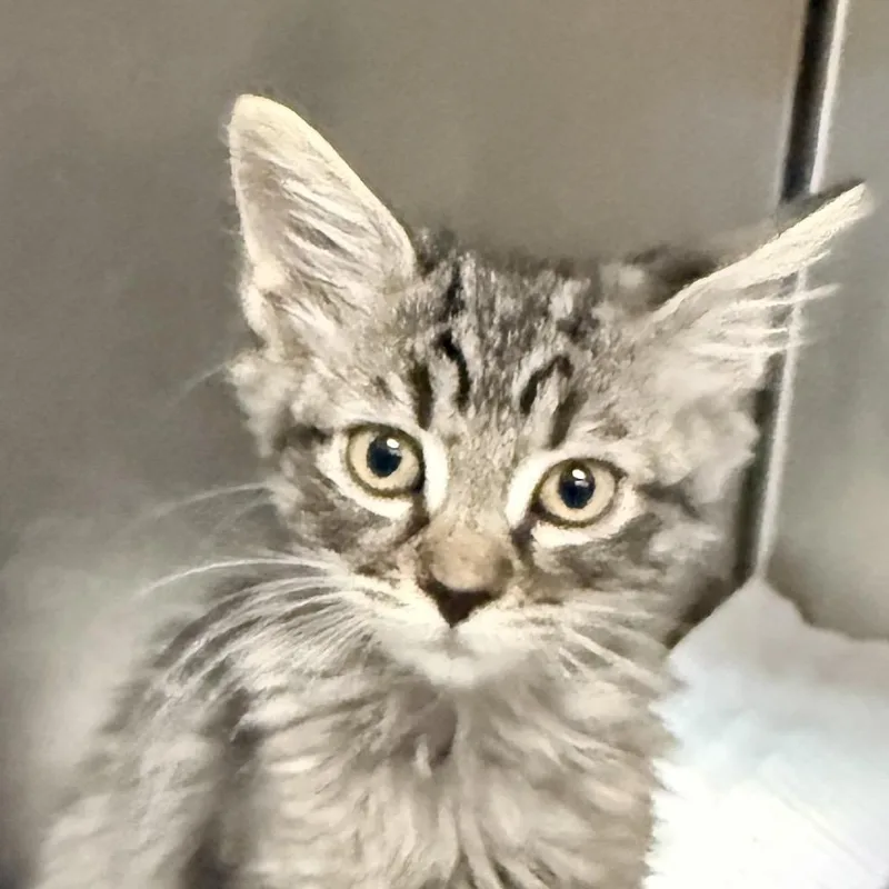 A baby small-sized female Brown / Chocolate Domestic Short Hair cat named Nugget for adoption in Palm Springs, CA