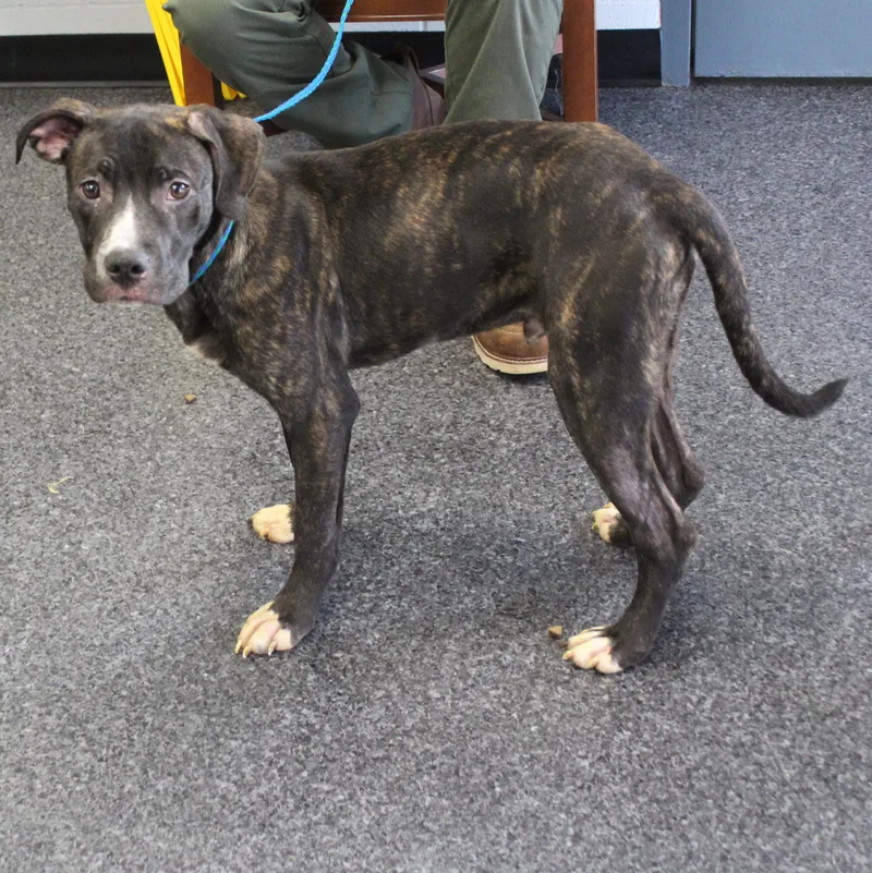 A young medium-sized male Pit Bull Terrier dog named McKee for adoption in Heath, OH