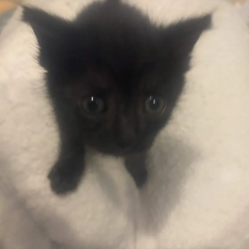 A baby small-sized male Black Domestic Short Hair cat named Postage Stamp for adoption in Delaware, OH