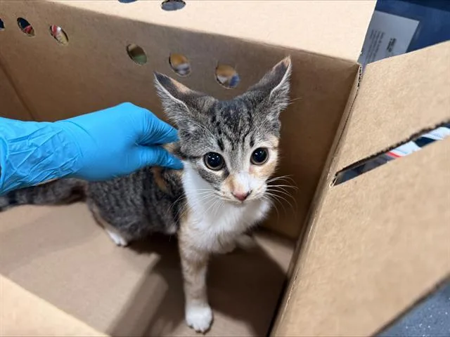 A baby small-sized female Domestic Short Hair cat named A for adoption in Charlotte, NC