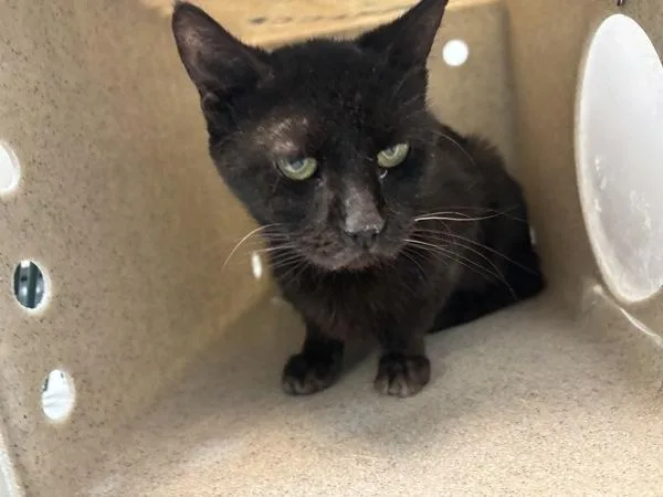An adult small-sized female Domestic Short Hair cat named Magik for adoption in New York, NY