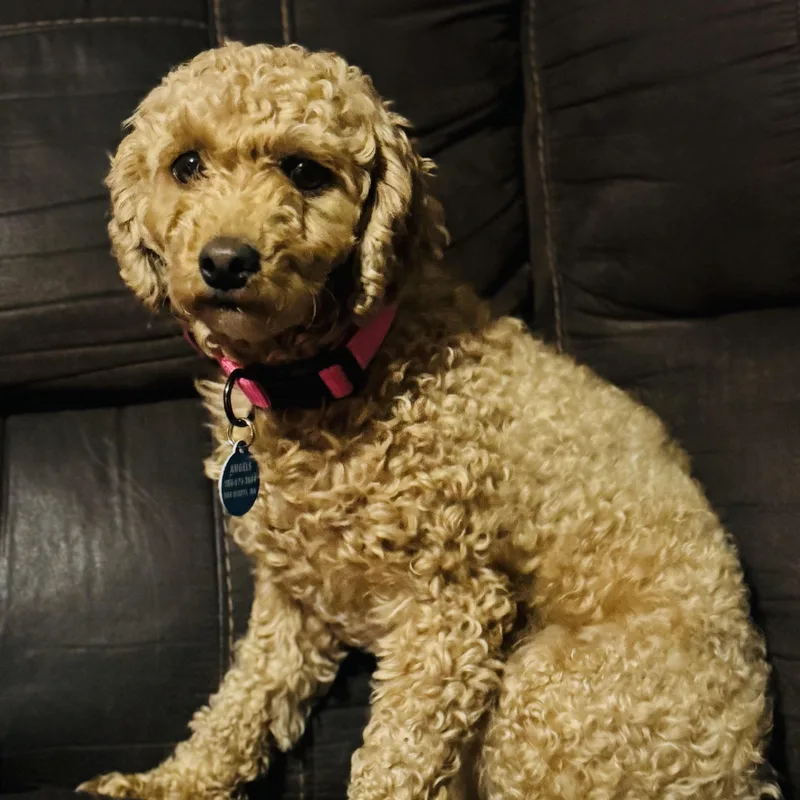 An adult small-sized female Goldendoodle dog named Lila for adoption in Oak Bluffs, MA