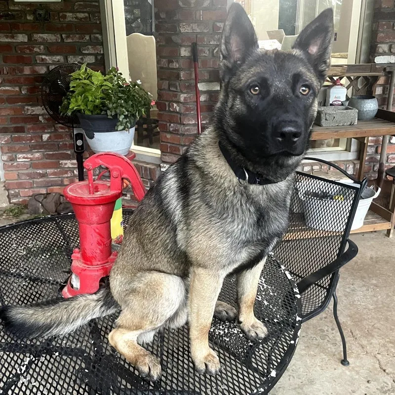A young medium-sized male Black Belgian Shepherd / Malinois dog named Jake for adoption in Tulsa, OK