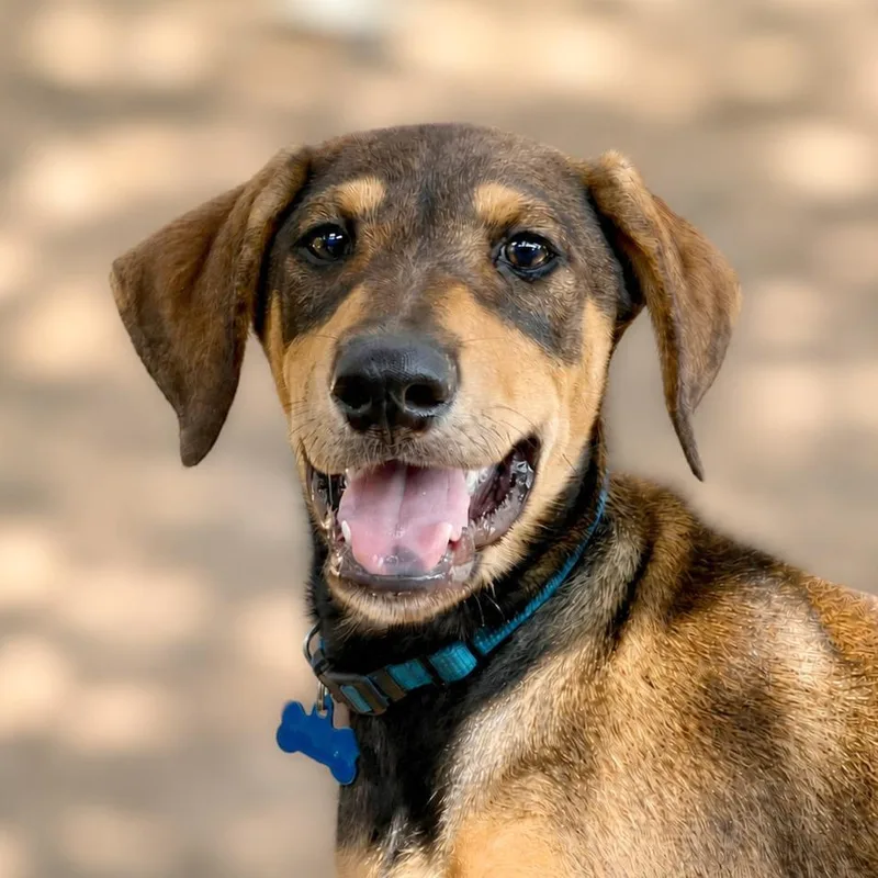 A baby small-sized male Brown / Chocolate Hound dog named Coleman for adoption in Boerne, TX