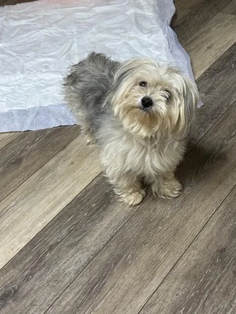 Wendi