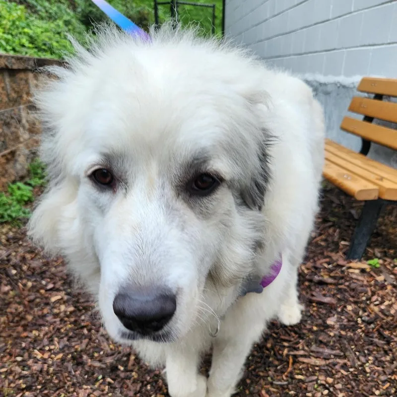An adult large-sized female Great Pyrenees dog named Opal for adoption in Falls Church, VA
