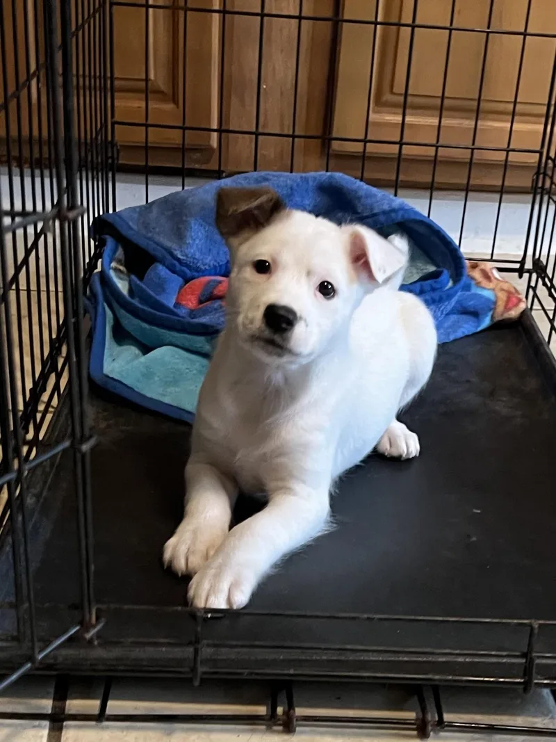 A baby medium-sized female Pit Bull Terrier dog named Cassie for adoption in Youngstown, OH