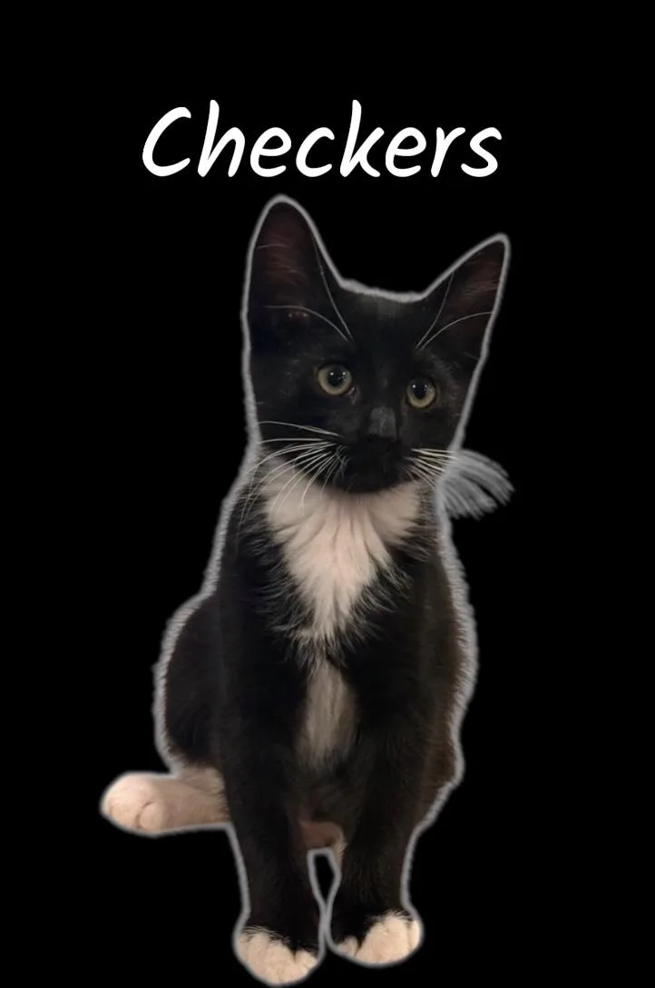 Checkers thumbnail 2
