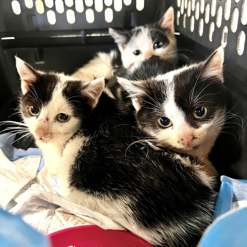 A young medium-sized female Black Domestic Short Hair cat named Poppy for adoption in Mount Juliet, TN
