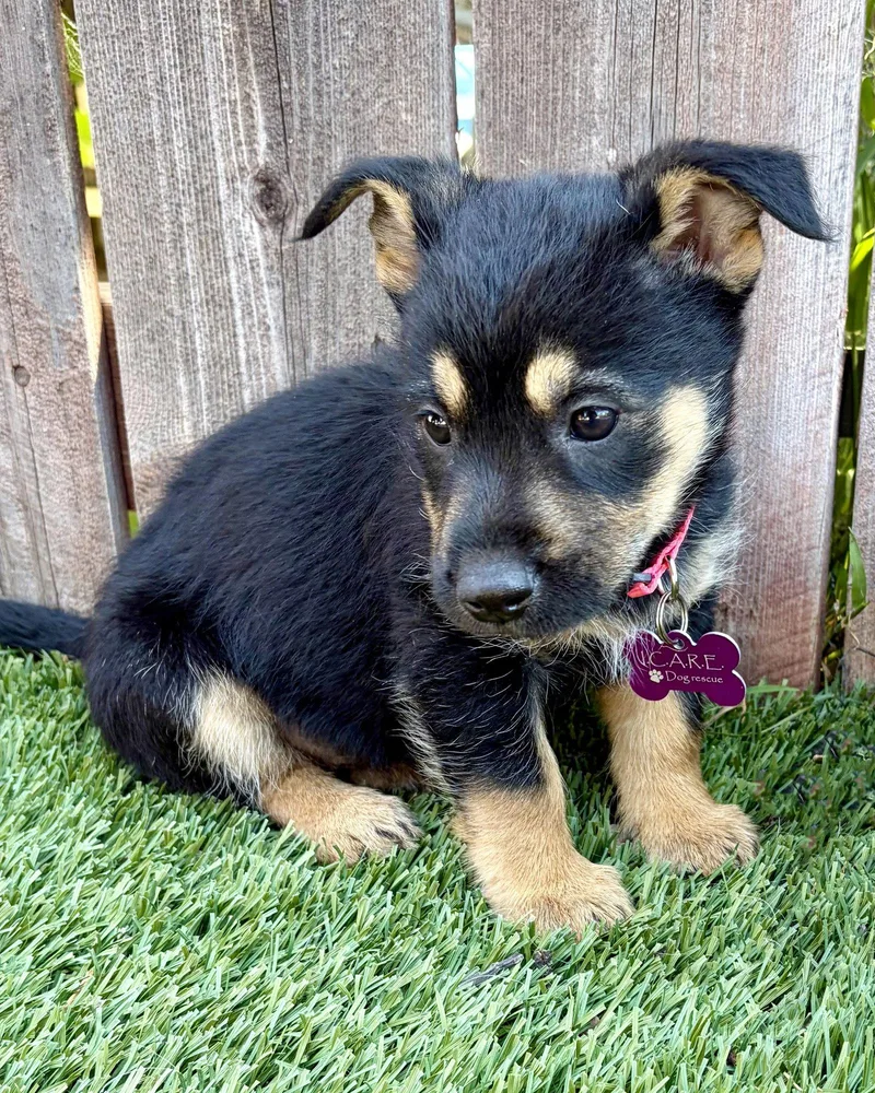 A baby medium-sized female Terrier dog named Wrynn for adoption in Corona, CA