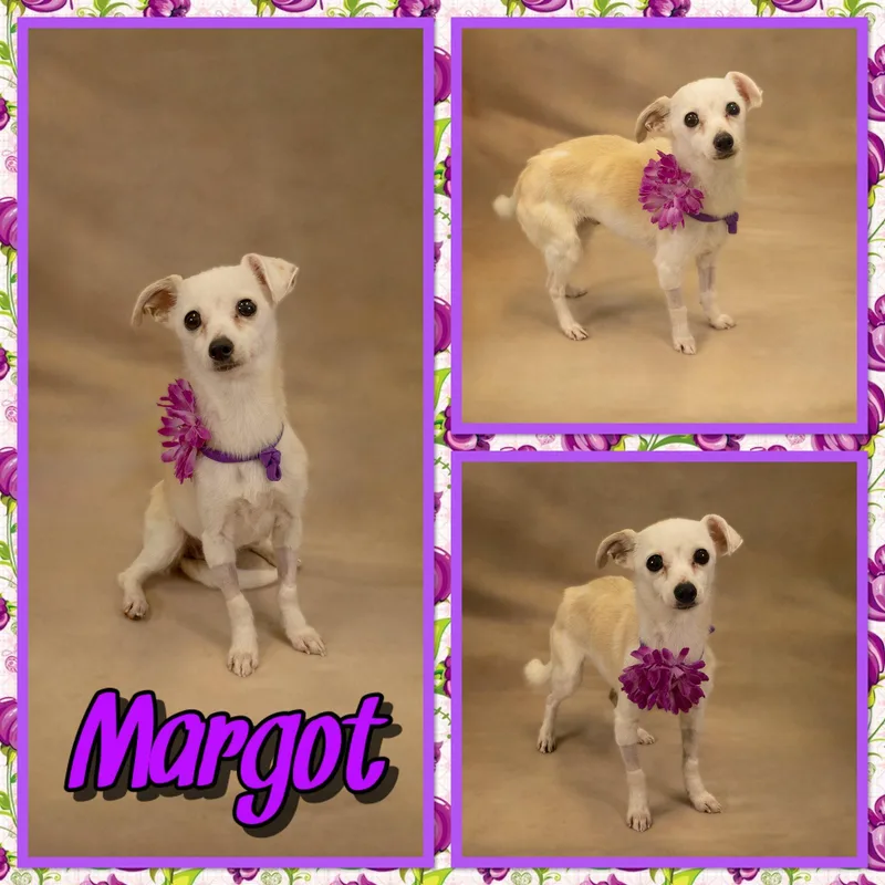 An adult small-sized female White / Cream Chihuahua dog named Margot for adoption in Seagoville, TX