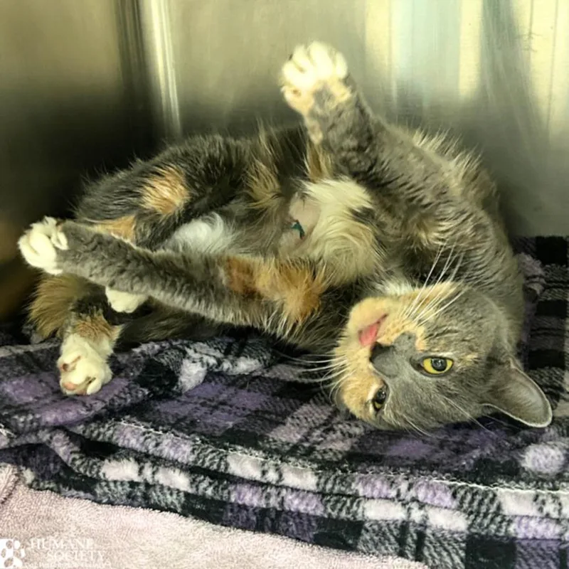 A young medium-sized female Domestic Short Hair cat named Felicity for adoption in Hagerstown, MD