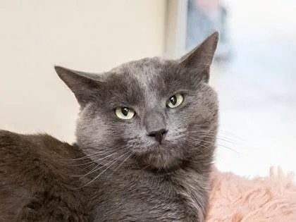 A young medium-sized male Domestic Short Hair cat named Sammy for adoption in Longmont, CO