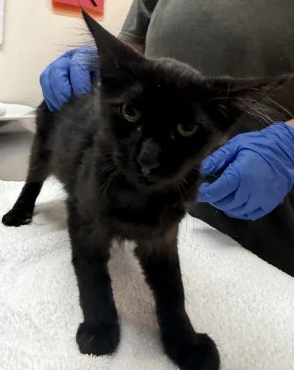 A baby small-sized male Domestic Short Hair cat named Kappa for adoption in Sacramento, CA