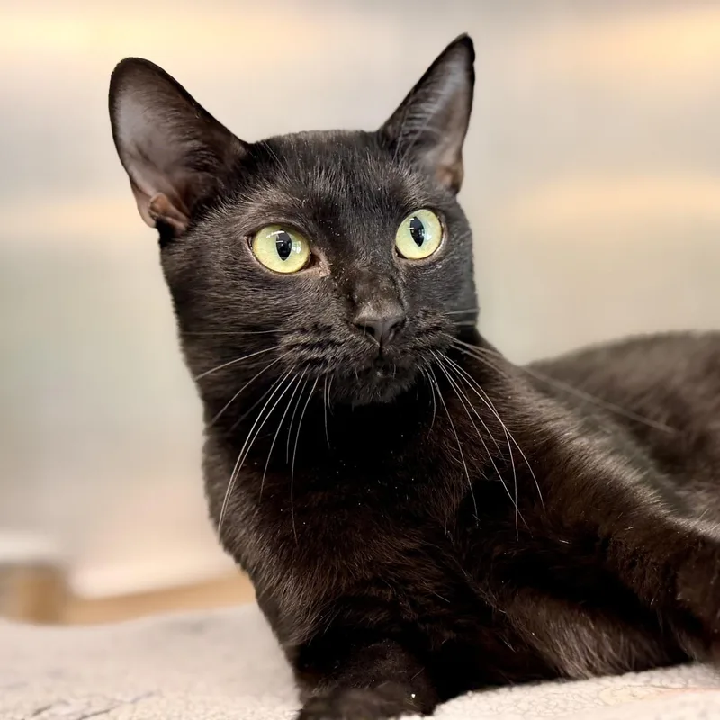 A young medium-sized female Black Domestic Short Hair cat named Octavia for adoption in Jackson, NJ