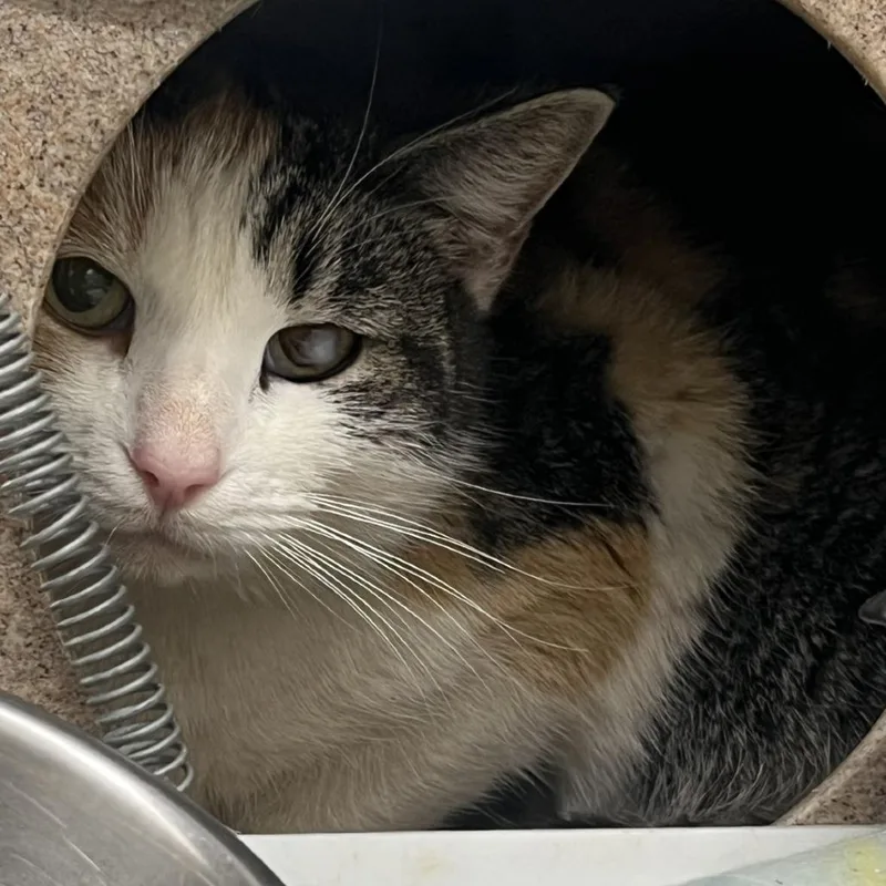 In Ex Haha Lele thumbnail 2