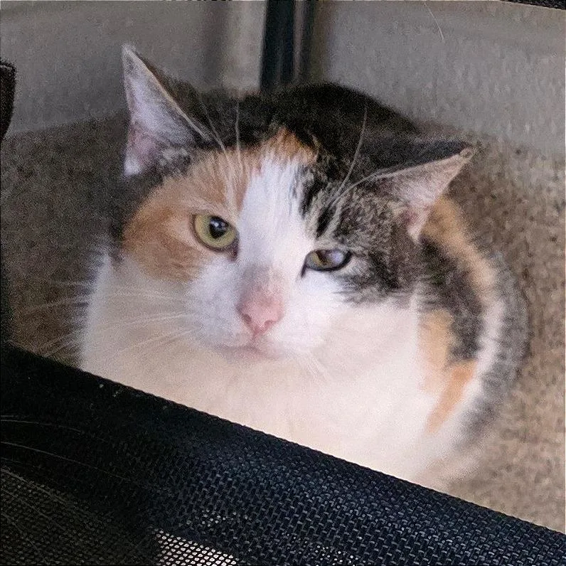 In Ex Haha Lele thumbnail 3