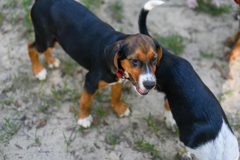 Betty Beagle