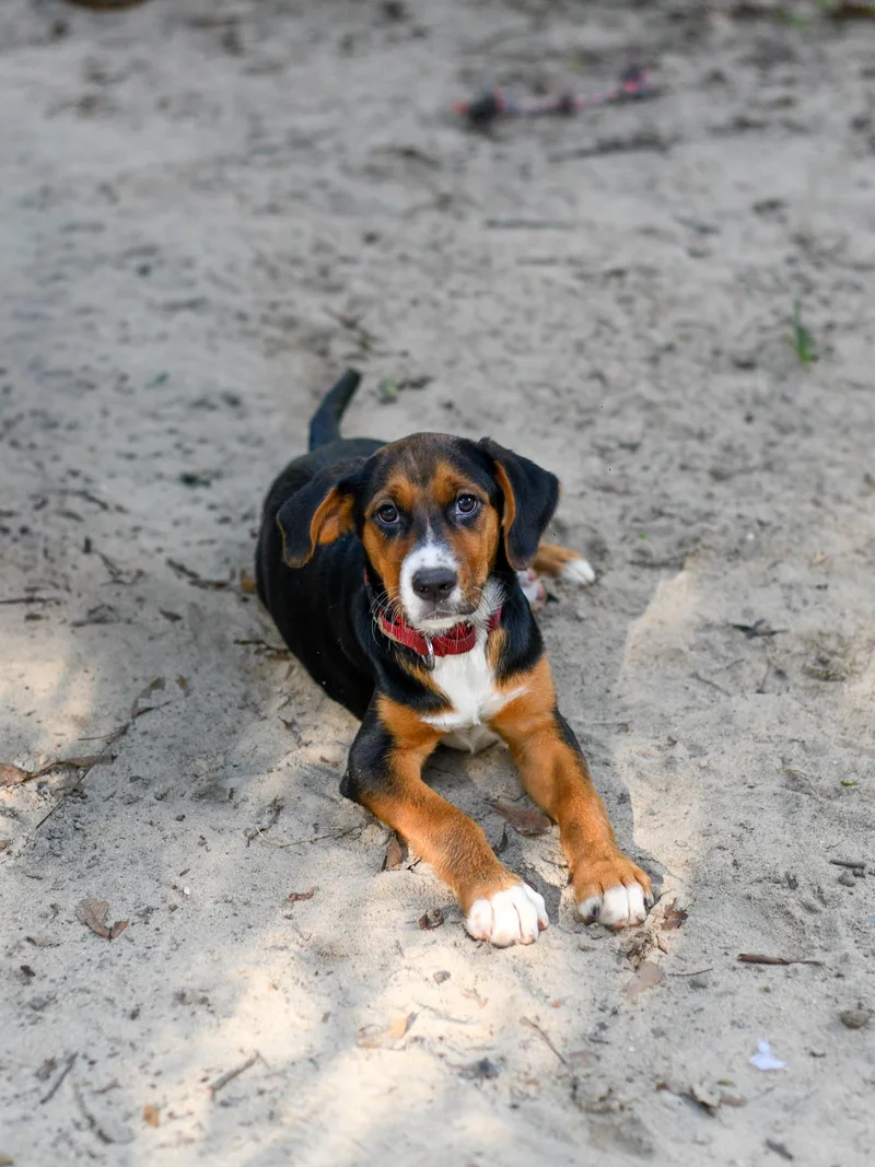 Betty Beagle thumbnail 2