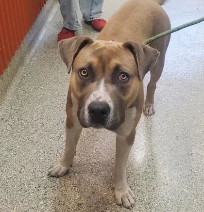 An adult large-sized male Pit Bull Terrier dog named Jonathan for adoption in Kansas City, MO