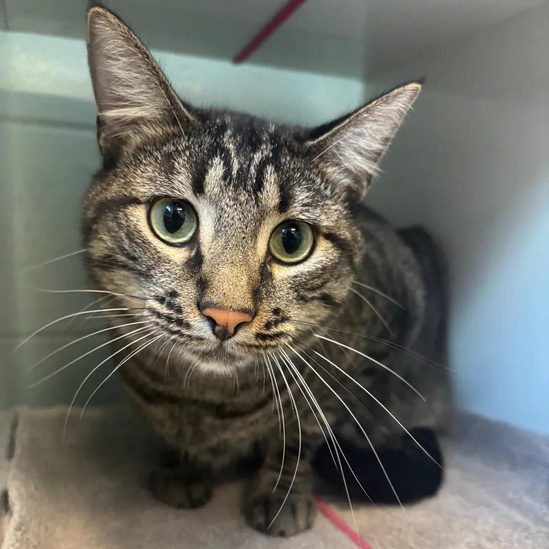 An adult extra large-sized male Brown / Chocolate Domestic Short Hair cat named Scamper for adoption in Redwood City, CA