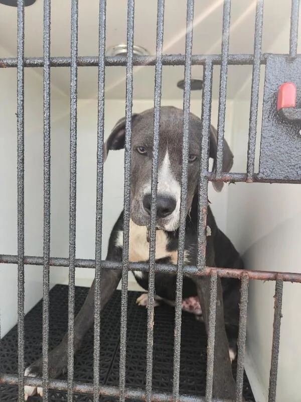 An adult medium-sized male Gray / Blue / Silver American Bulldog dog named Rocko for adoption in Mobile, AL