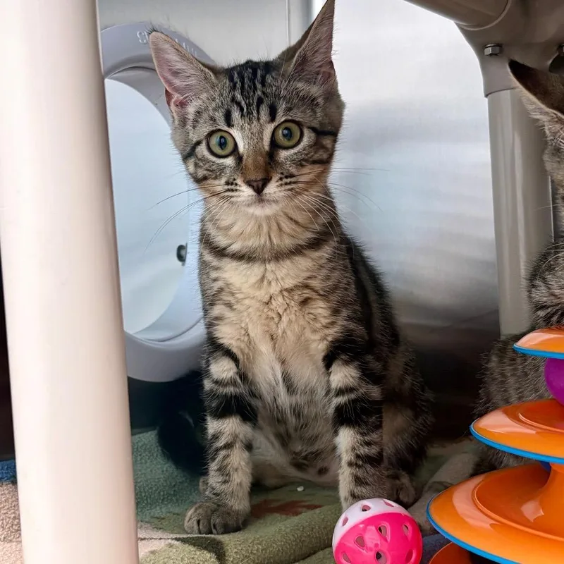 A baby small-sized female Brown / Chocolate Domestic Short Hair cat named Phoenix for adoption in New Fairfield, CT
