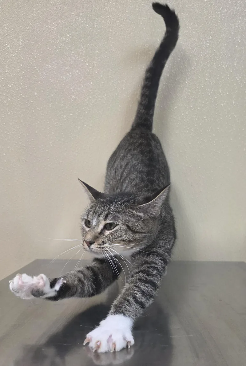 An adult medium-sized female Domestic Short Hair cat named Marbles for adoption in Brainerd, MN