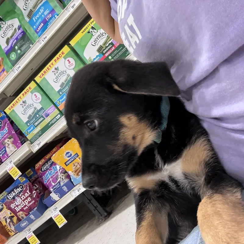 A baby large-sized female Shepherd dog named Brooke for adoption in Mobile, AL