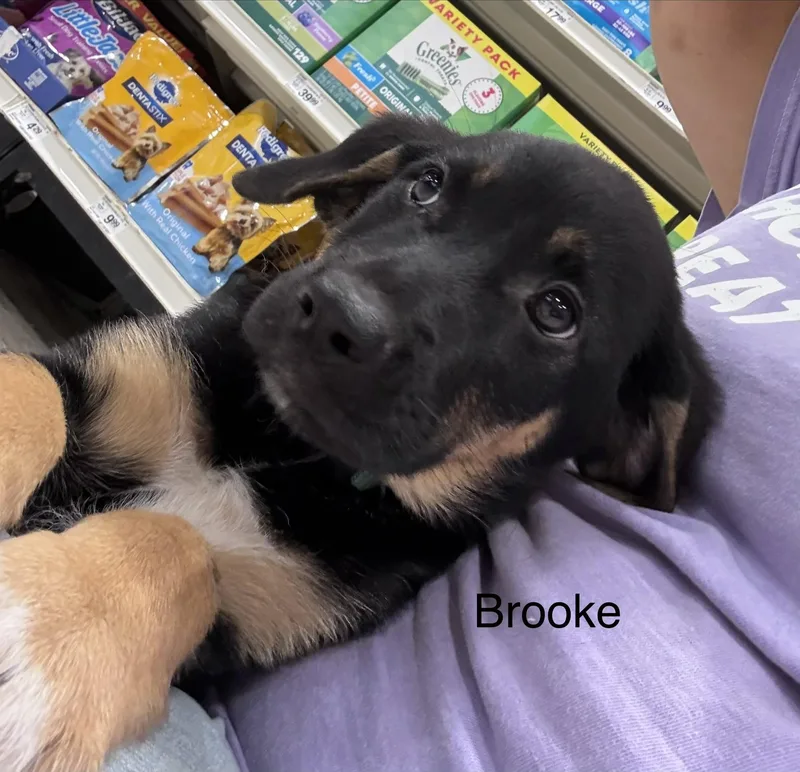 Brooke thumbnail 3