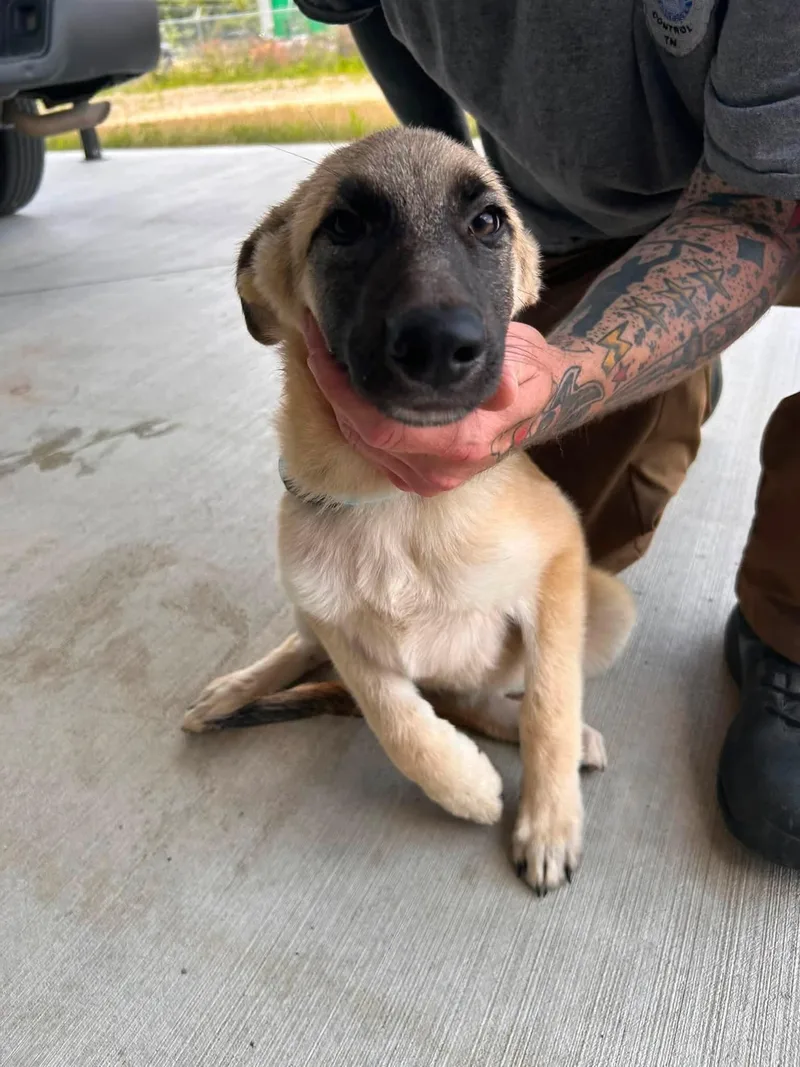 A baby medium-sized female Apricot / Beige Shepherd dog named Julie for adoption in Manchester, TN