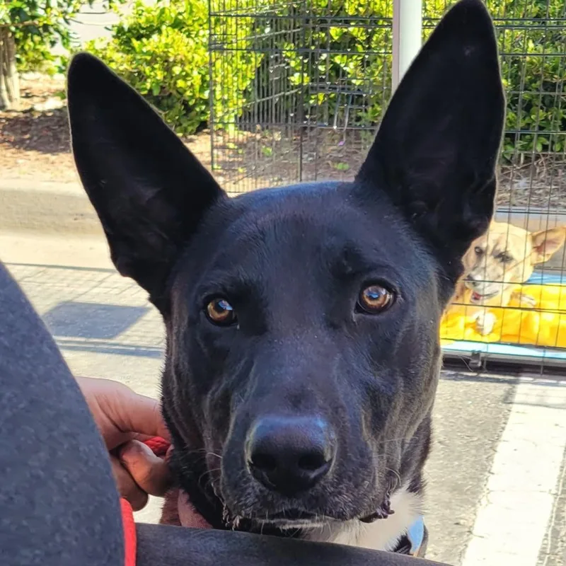 An adult large-sized male Black Mixed Breed dog named Amoka for adoption in Hinesville, GA