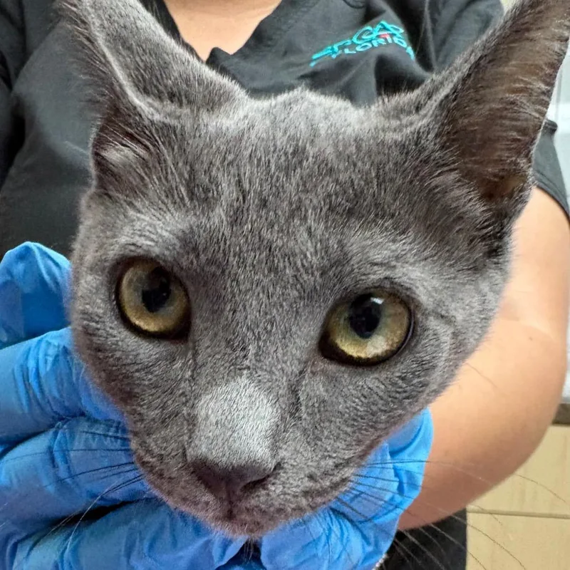 A baby small-sized female Gray / Blue / Silver Domestic Short Hair cat named Cuddlebug for adoption in Lakeland, FL
