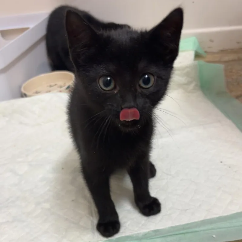 A baby large-sized female Black Domestic Short Hair cat named Sunshine & Rory for adoption in HANSON, MA