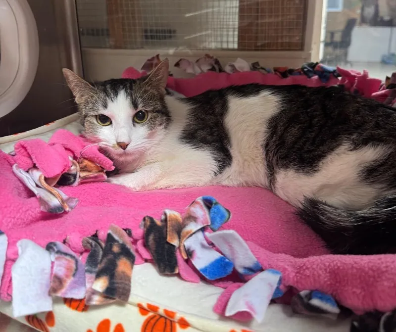 An adult medium-sized female Domestic Short Hair cat named Marina IL for adoption in Fort Lupton, CO