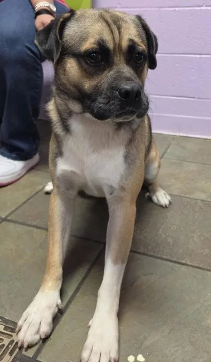 An adult medium-sized male Yellow / Tan / Blond / Fawn Mixed Breed dog named Biggie for adoption in El Paso, TX