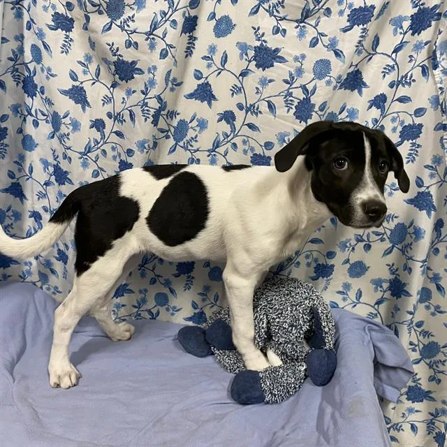 A baby small-sized female American Staffordshire Terrier dog named Chive for adoption in Modesto, CA