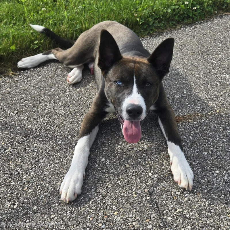 A young large-sized male Red / Chestnut / Orange Husky dog named Fletcher for adoption in Xenia , OH