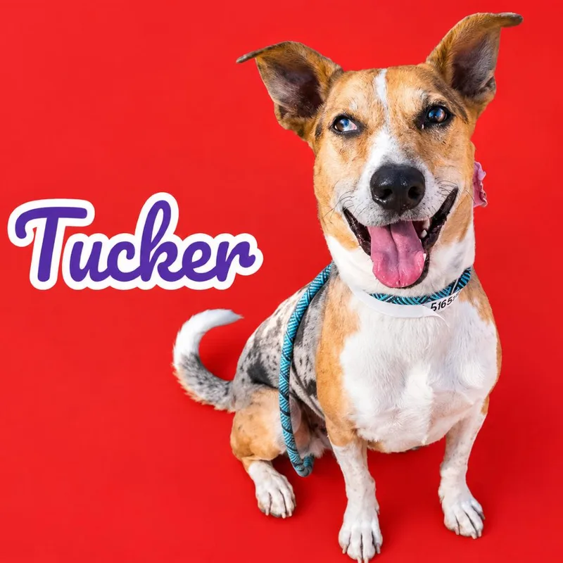 A baby medium-sized male Brown / Chocolate Catahoula Leopard Dog dog named Tucker for adoption in Scottsdale, AZ