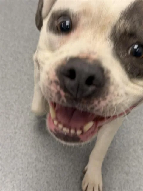 An adult large-sized female American Bulldog dog named Molly for adoption in Indianapolis, IN