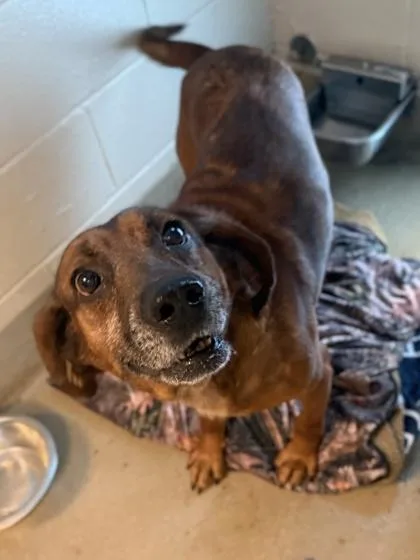 An adult large-sized male Hound dog named Dr. Pupper for adoption in King William, VA