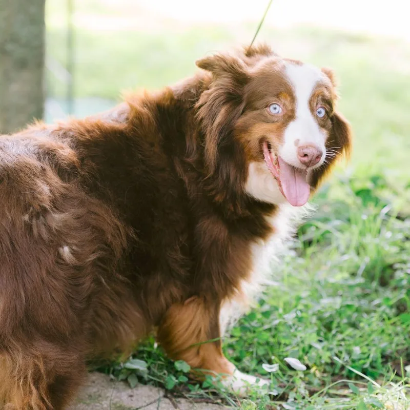 A senior medium-sized female Australian Shepherd dog named Janie for adoption in Zionsville, IN