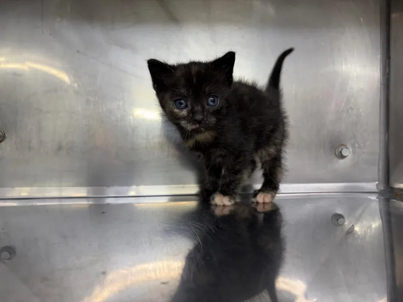 A baby small-sized female Domestic Short Hair cat named Miss Sheryl for adoption in Murray, KY