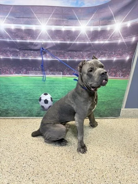 An adult large-sized male Cane Corso dog named Thor for adoption in Miami, FL
