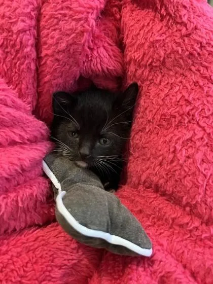 A baby small-sized male Domestic Short Hair cat named Richard `soot` Charcoal for adoption in Farmers Branch, TX