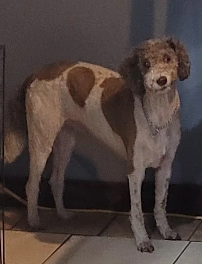 An adult medium-sized female Labradoodle dog named Sadie for adoption in Chiefland, FL